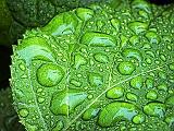 Wet Leaf_DSCF03616